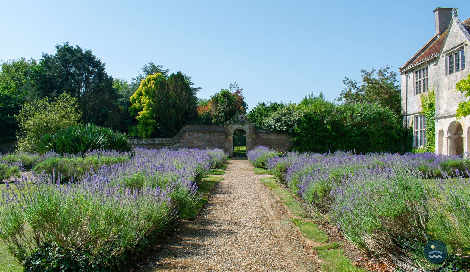 Lavender in the Walled Garden