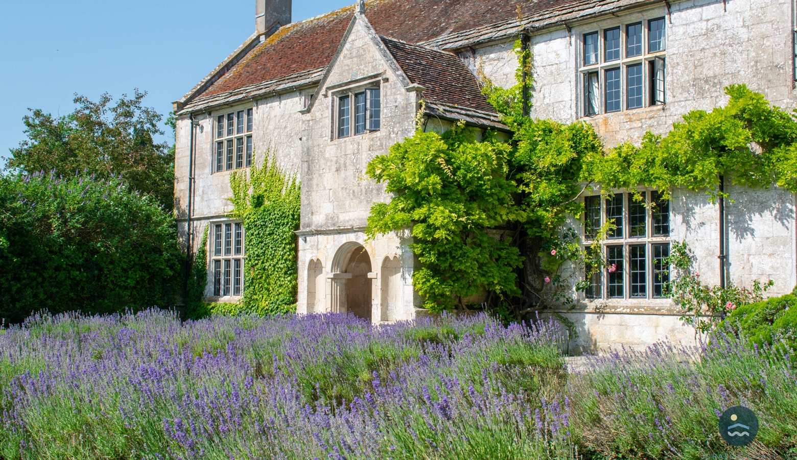 Lavender in the Walled Garden